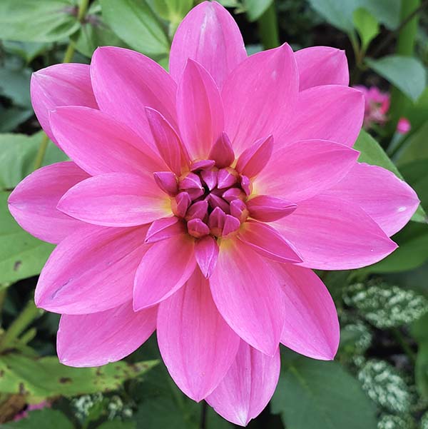 Photo of a pink flower