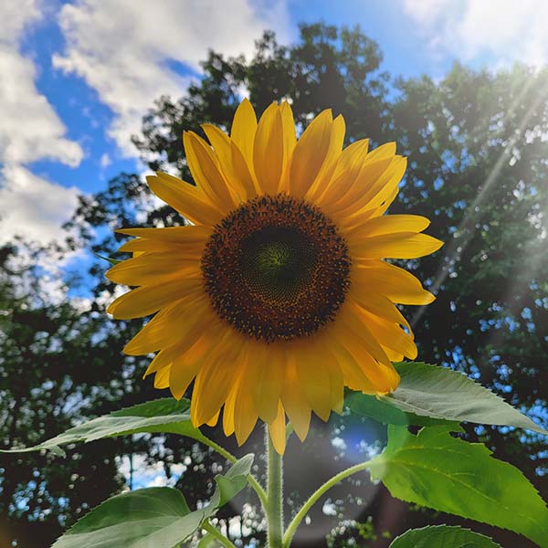 Photo of a sunflower