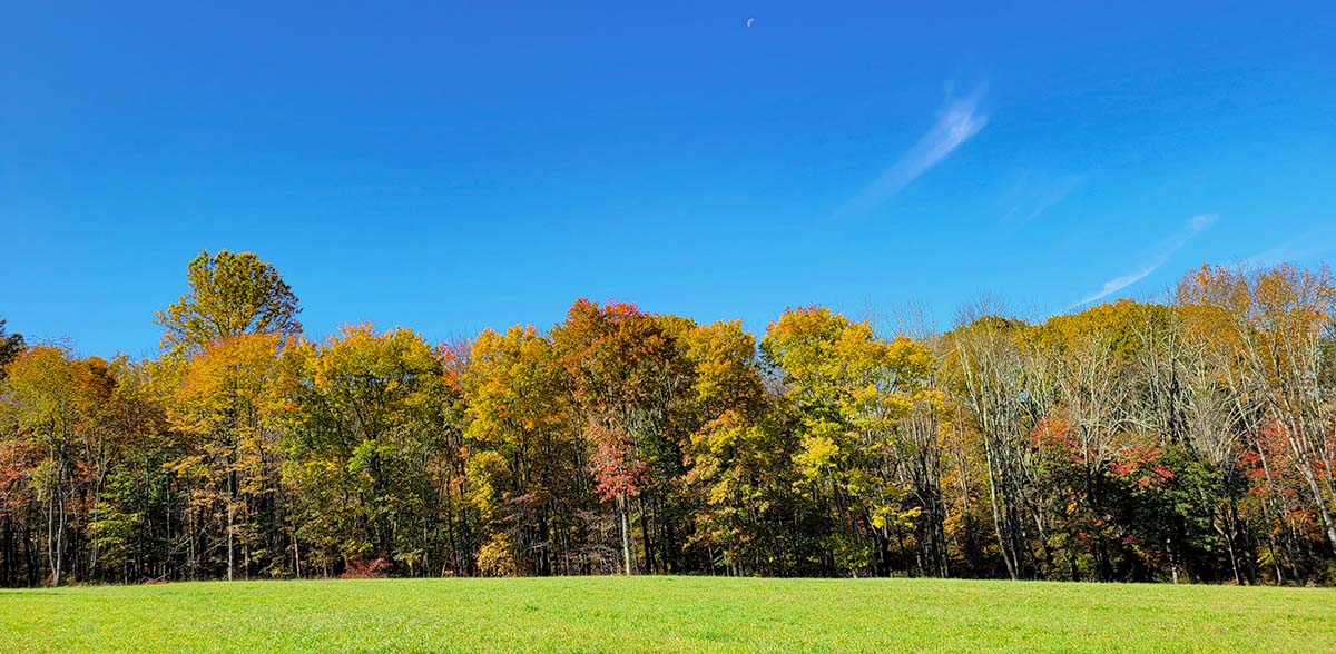 Photo of fall trees